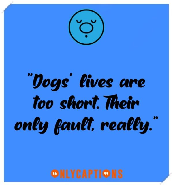 2100+ Dog Captions for Instagram (2024) Funny, Cute, Short