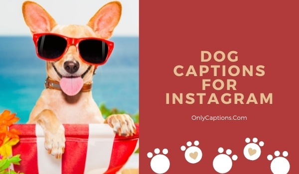 2000+ Dog Captions for Instagram (2023) Funny, Cute, Short