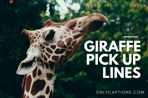 Giraffe Pick Up Lines (2023)