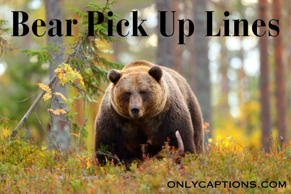 Bear Pick Up Lines (2023)