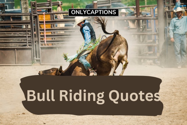 Bull Riding Quotes (2023)