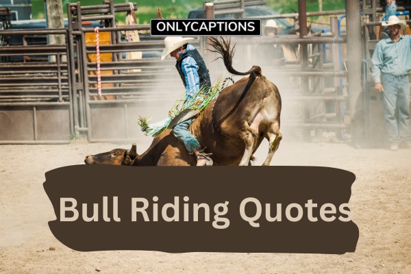 Bull Riding Quotes (2024)