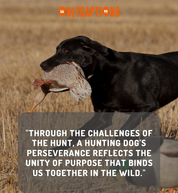 Hunting Dog Quotes 3-OnlyCaptions
