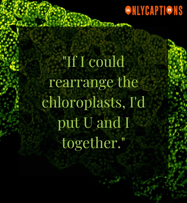 Cheesy Chloroplast Pick Up Lines (2024)