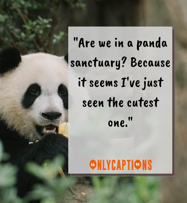 Panda Pick Up Lines For Him (Guys)
