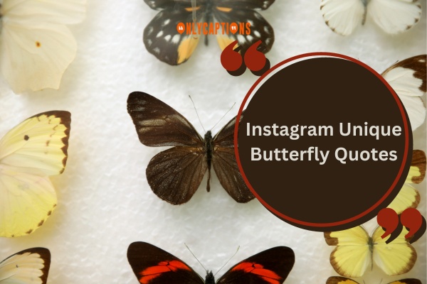 Butterfly Quotes for Instagram (2024)