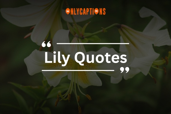 Lily Quotes (2024)