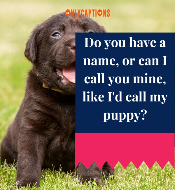 Puppy Pick Up Lines 1-OnlyCaptions