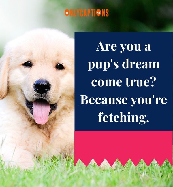Puppy Pick Up Lines 8-OnlyCaptions