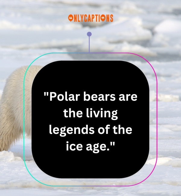 Quotes About Polar Bears 2-OnlyCaptions