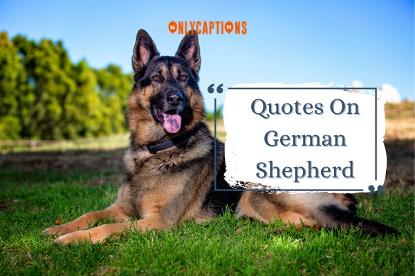 Quotes On German Shepherd (2023)