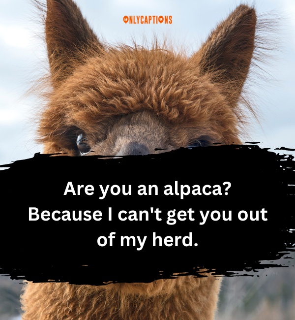 Alpaca Pick Up Lines 1-OnlyCaptions