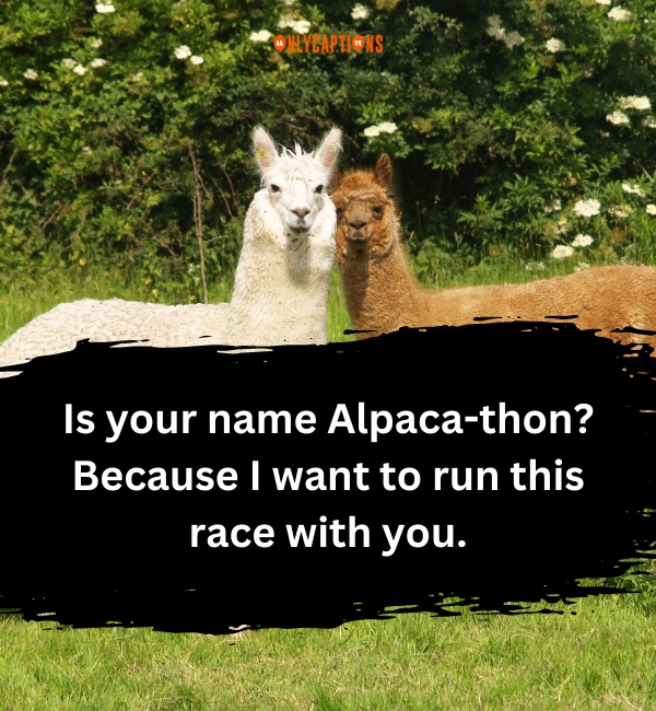 Alpaca Pick Up Lines 2-OnlyCaptions