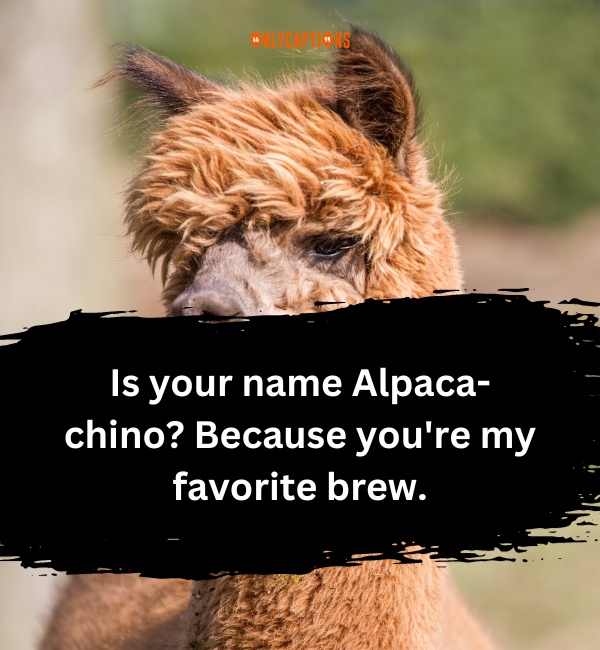 Alpaca Pick Up Lines 3-OnlyCaptions