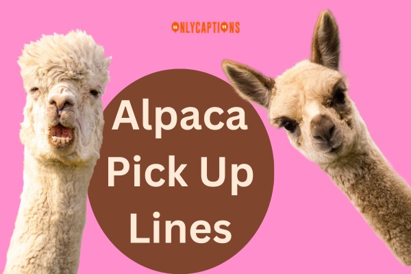 Alpaca Pick Up Lines (2025)