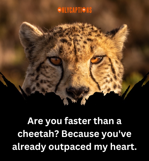 Cheetah Pick Up Lines 2-OnlyCaptions