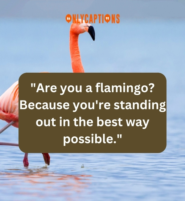 Flamingo Pick Up Lines-OnlyCaptions