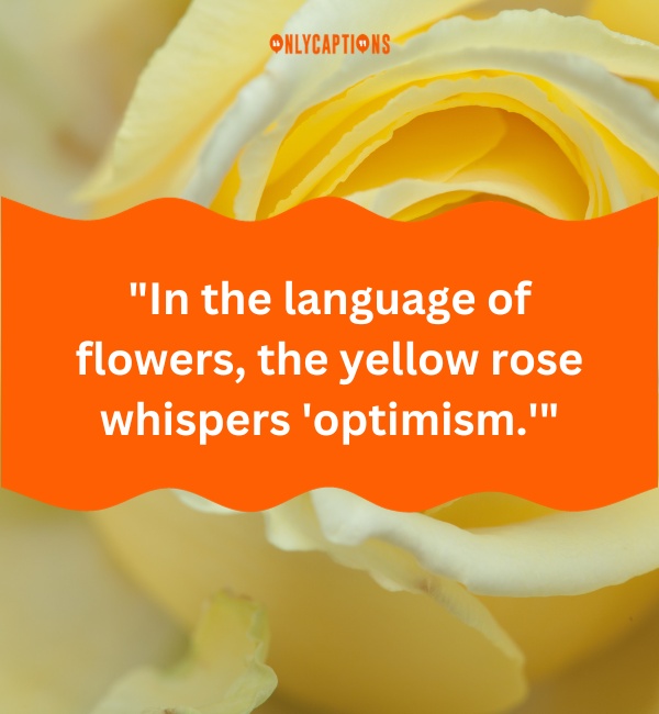 Yellow Rose Quotes 4-OnlyCaptions