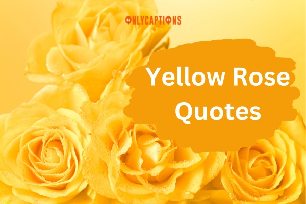 Yellow Rose Quotes (2024)