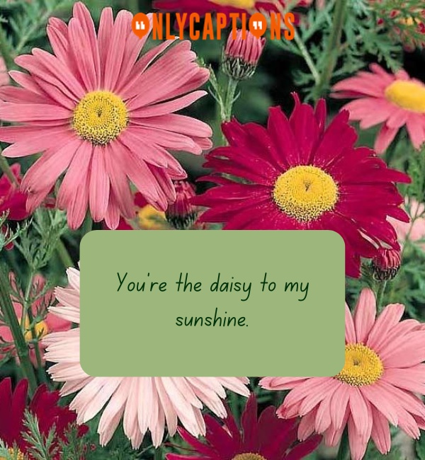 Daisy Pick Up Lines 5-OnlyCaptions