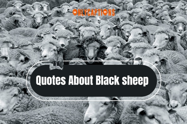 Quotes About Black Sheep (2024)