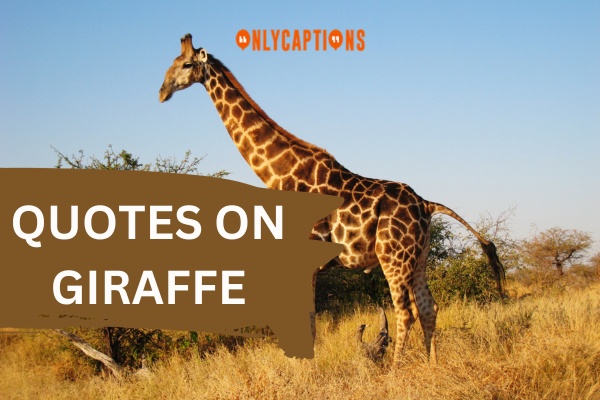 Quotes On Giraffe (2024)