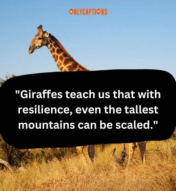 Quotes On Giraffe 2-OnlyCaptions