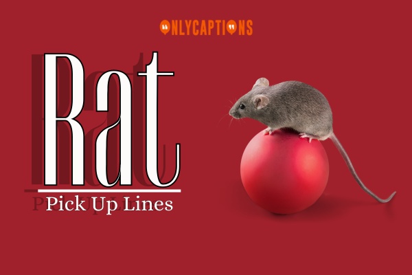 Rat Pick Up Lines 1-OnlyCaptions