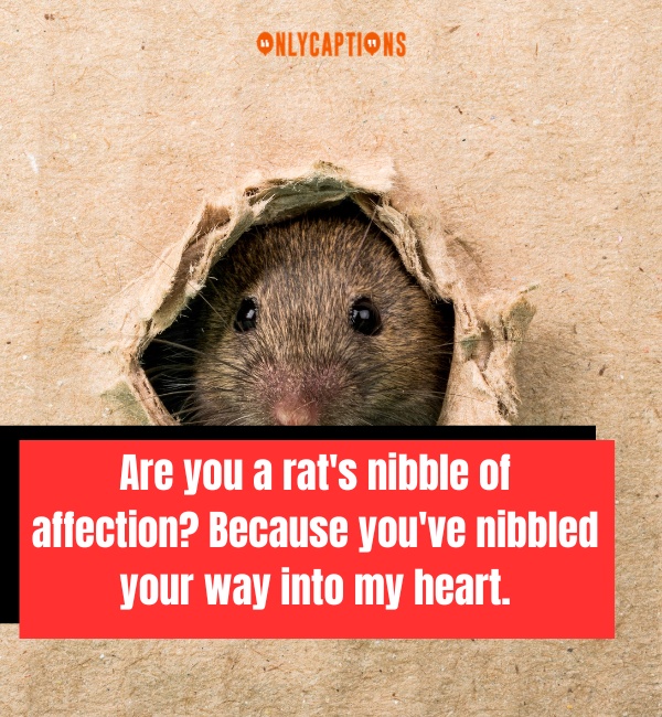 Rat Pick Up Lines 2-OnlyCaptions