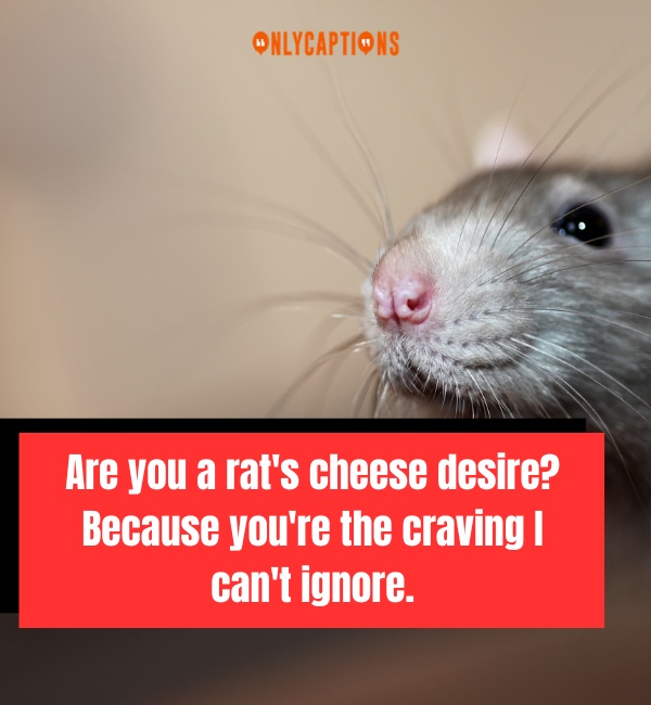 Rat Pick Up Lines-OnlyCaptions