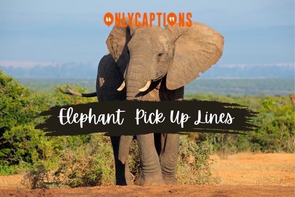 Elephant Pick Up Lines (2024)