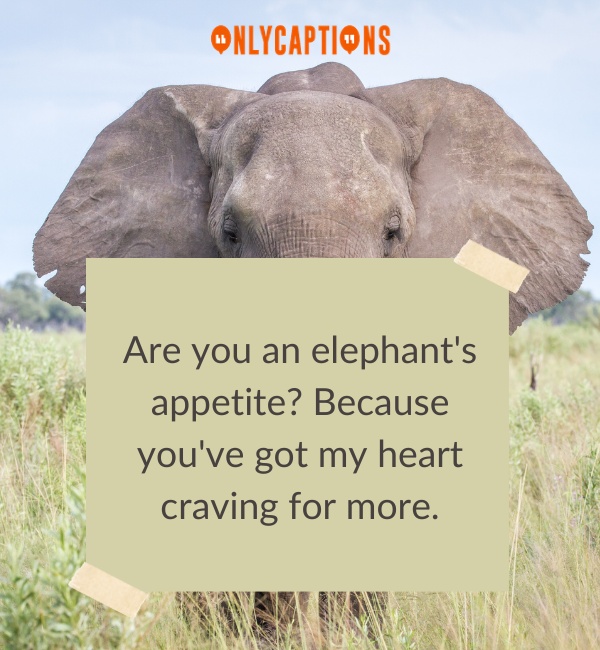 Elephant Pick Up Lines 3-OnlyCaptions