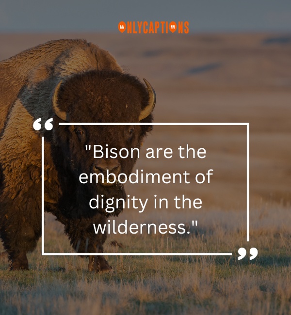 Quotes About Bison-OnlyCaptions