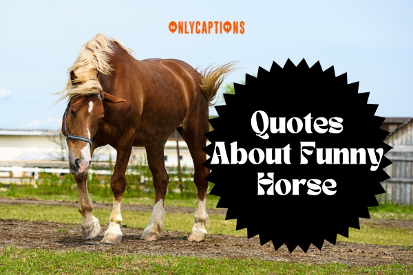 Quotes About Funny Horse (2024)