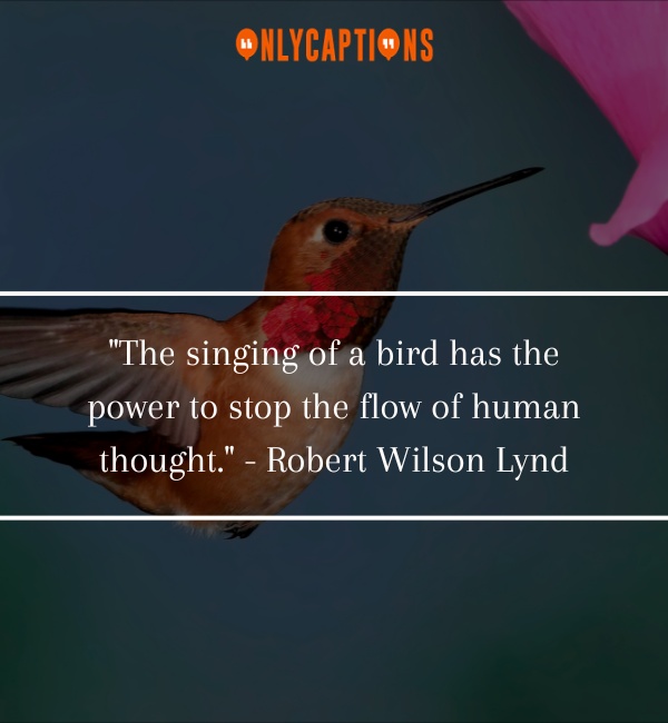 Bird Quotes-OnlyCaptions