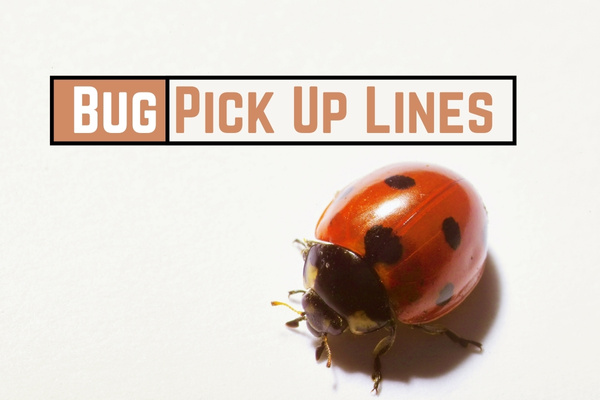 Bug Pick Up Lines 1-OnlyCaptions