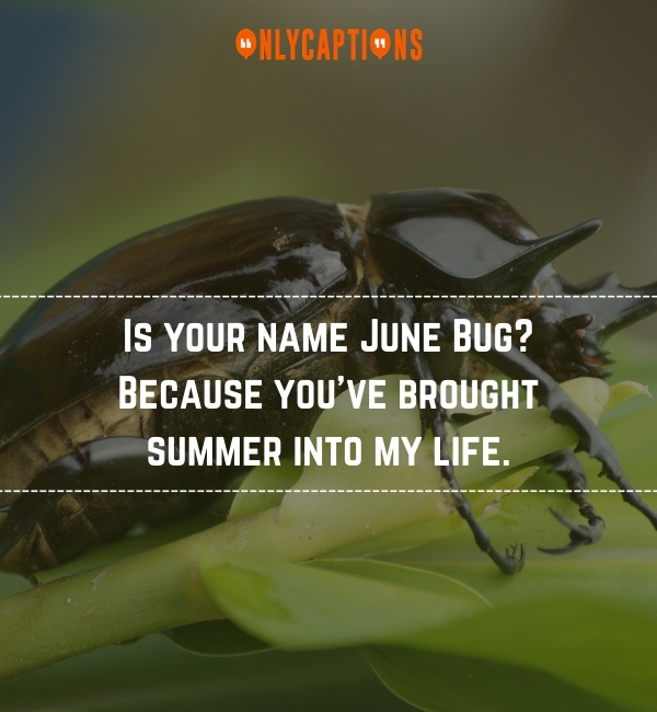 Bug Pick Up Lines 2-OnlyCaptions