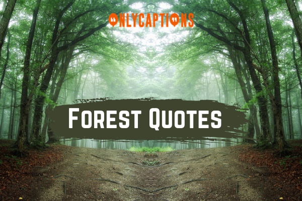 Forest Quotes 1-OnlyCaptions