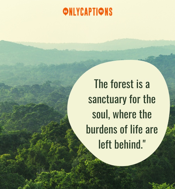 Forest Quotes 3-OnlyCaptions