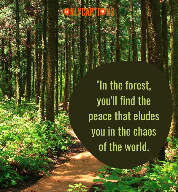 Forest Quotes-OnlyCaptions