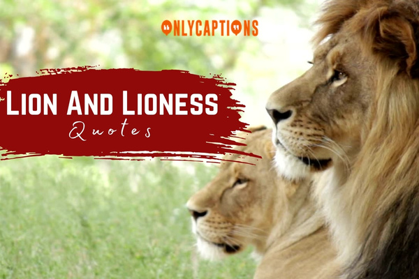 Lion And Lioness Quotes 1-OnlyCaptions