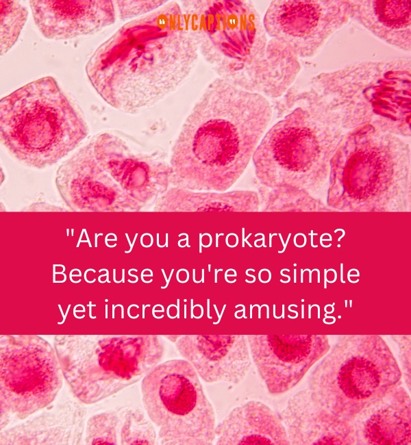 Nucleolus Pick Up Lines 3-OnlyCaptions