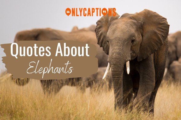 Quotes About Elephants 1-OnlyCaptions