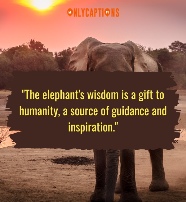 Quotes About Elephants 3-OnlyCaptions