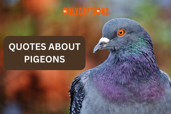 Quotes About Pigeons 1-OnlyCaptions