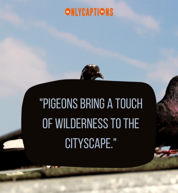 Quotes About Pigeons-OnlyCaptions