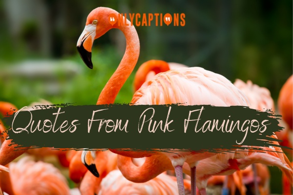 Quotes From Pink Flamingos 1-OnlyCaptions