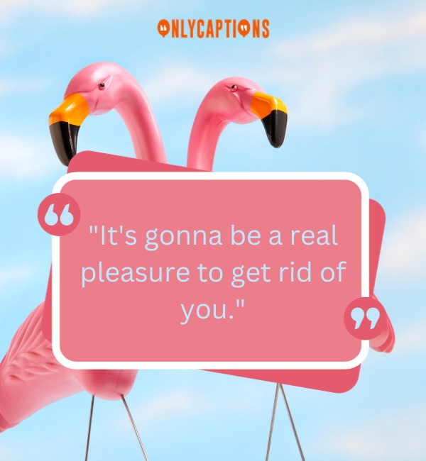 Quotes From Pink Flamingos 3-OnlyCaptions