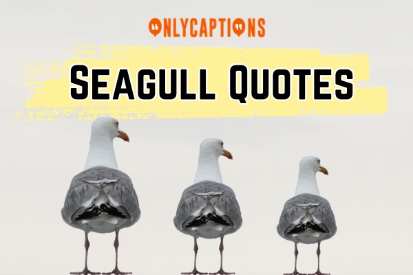 Seagull Quotes 1-OnlyCaptions