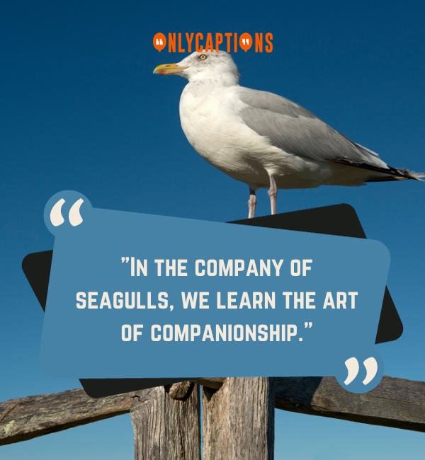 Seagull Quotes 3-OnlyCaptions